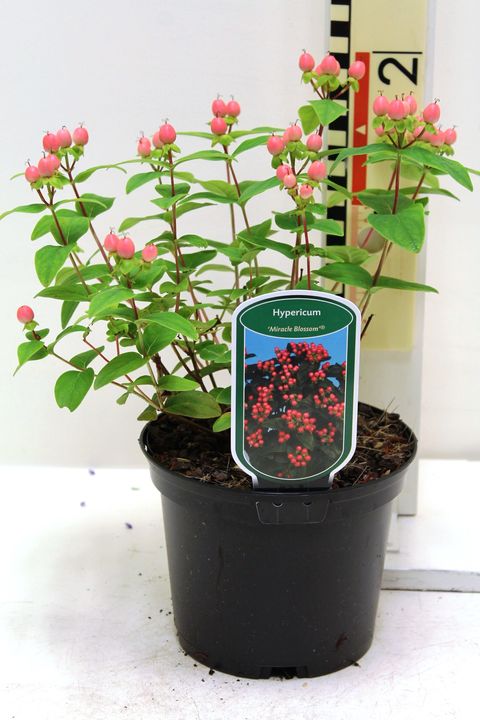 Hypericum MIRACLE BLOSSOM