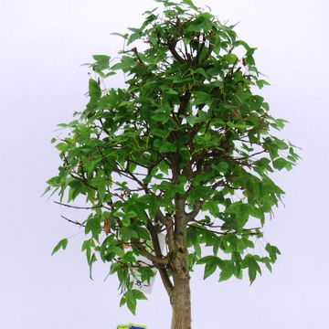 Acer buergerianum