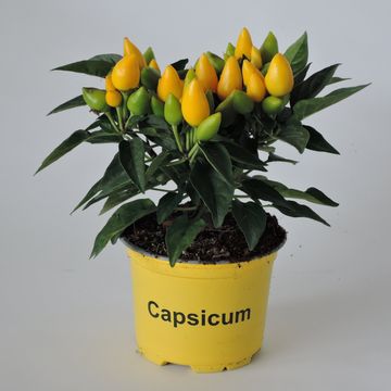 Capsicum annuum SALSA MIX