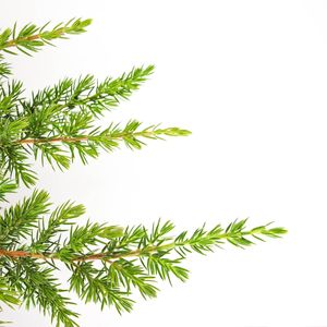 Juniperus conferta 'Schlager' (Bremmer Boomkwekerijen)