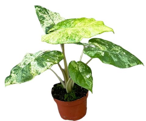 Alocasia odora 'Batik Variegata'