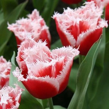 Tulipa 'New Santa'