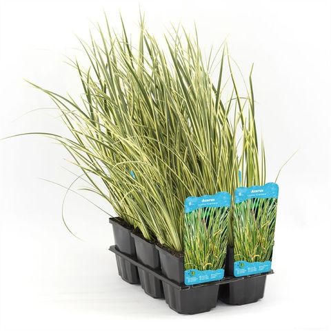 Acorus calamus