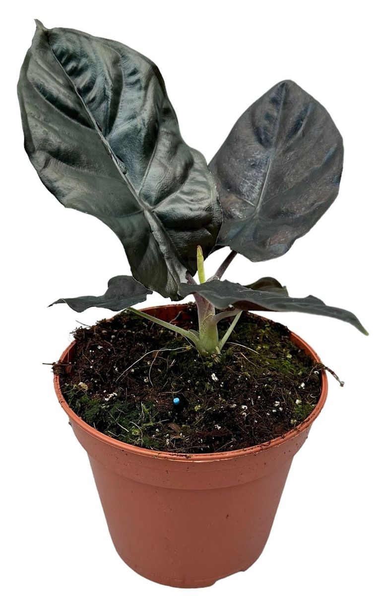 Alocasia infernalis BLACK MAGIC — Pflanzengroßhandel FlorAccess