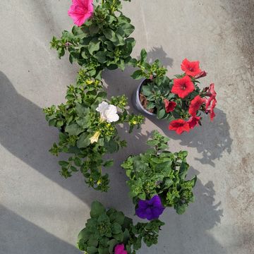 Petunia SURFINIA MIX