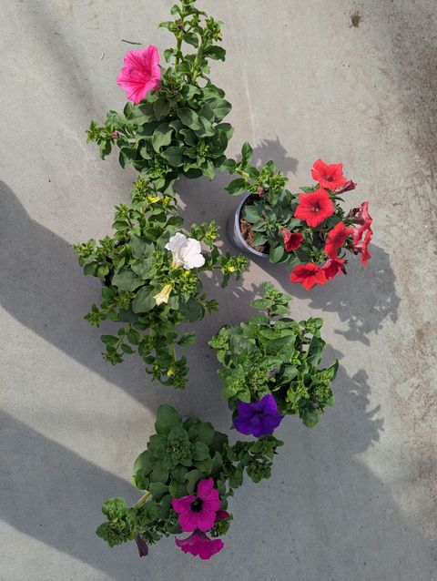 Petunia SURFINIA MIX