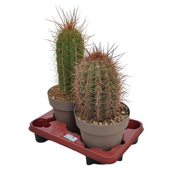 Trichocereus pasacana