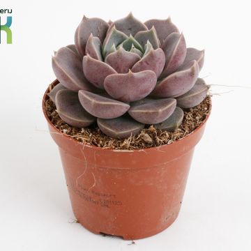 Echeveria 'Lola'