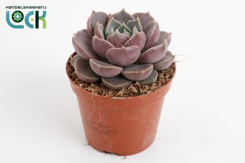 Echeveria 'Lola'