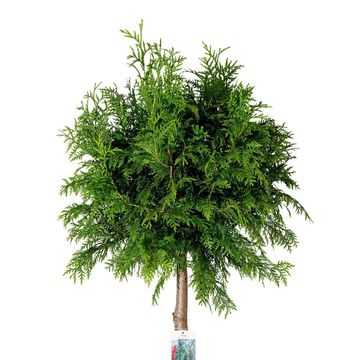 Thuja plicata 'Atrovirens'