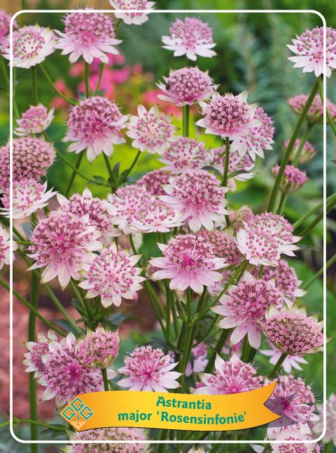 Astrantia major 'Rosensinfonie'