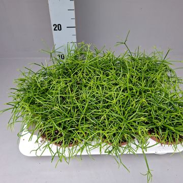 Rhipsalis baccifera 'Oasis'