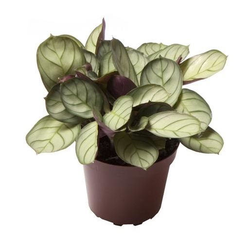 Maranta Leuconeura Mint P6 Cm H12 Cm Plant Wholesale Floraccess