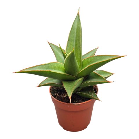Sansevieria 'Abbey Crown'