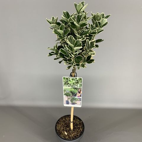 Euonymus japonicus 'Kathy' — Plant Wholesale FlorAccess