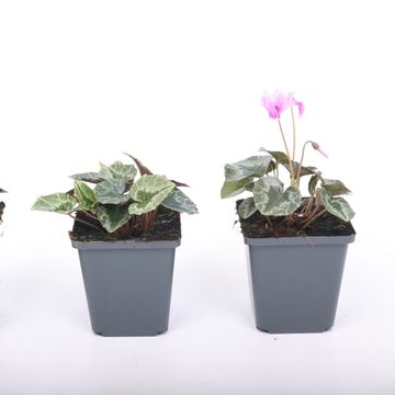 Cyclamen hederifolium 'Silver Leaf White'