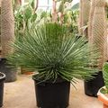 Agave geminiflora