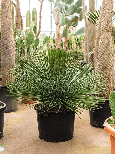 Agave geminiflora