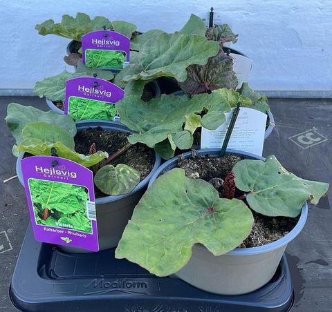 Rheum rhabarbarum 'Victoria'