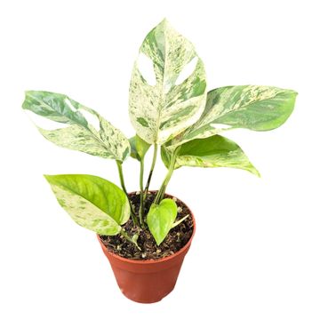 Epipremnum pinnatum 'Marble'
