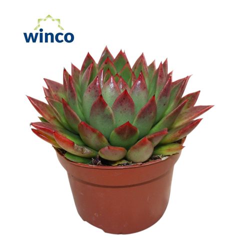 Echeveria agavoides 'Red Tip'
