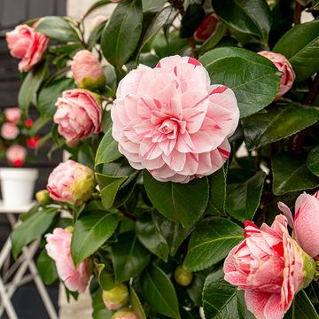 Camellia japonica 'Bonomiana'