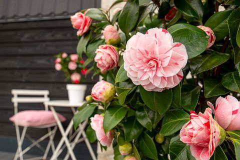 Camellia japonica 'Bonomiana'