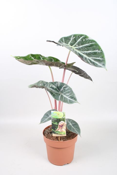 Alocasia 'Pink Dragon' — Plant Wholesale FlorAccess