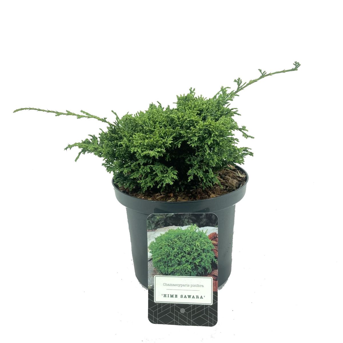 Chamaecyparis pisifera 'Himesawara' — Plant Wholesale FlorAccess