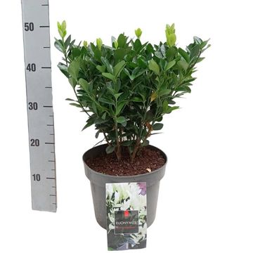 Euonymus japonicus EXTRAVAGANZA