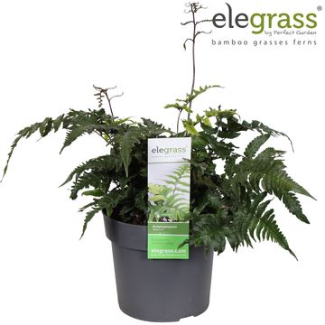 Anisocampium x shearii 'Sheareri'