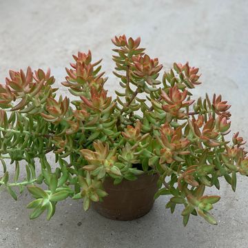 Sedum nussbaumerianum