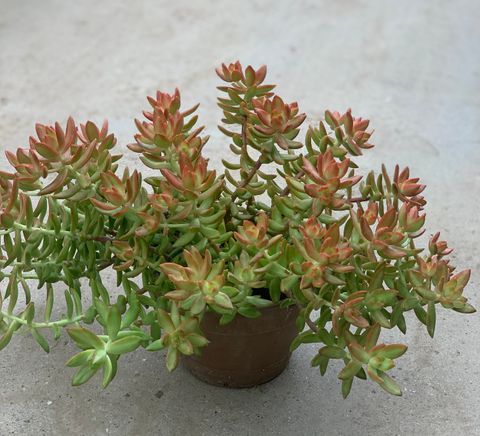 Sedum nussbaumerianum