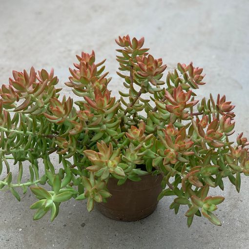 Sedum nussbaumerianum