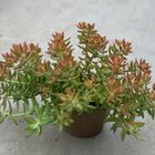 Sedum nussbaumerianum