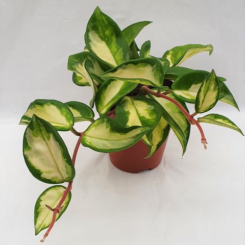 Hoya carnosa 'Tricolor' (Kwekerij Duijn-Hove)