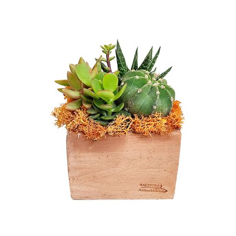 Arrangement Succulents