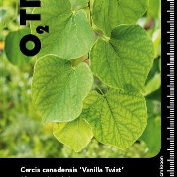 Cercis canadensis 'Vanilla Twist'