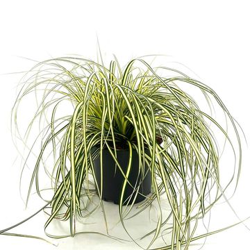 Carex oshimensis 'Evergold'