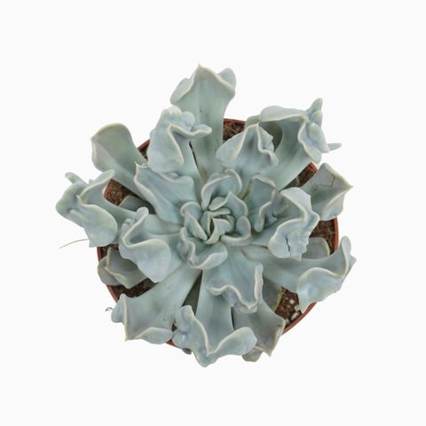 Echeveria 'Thriller Pearl'