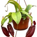 Nepenthes 'Diana'