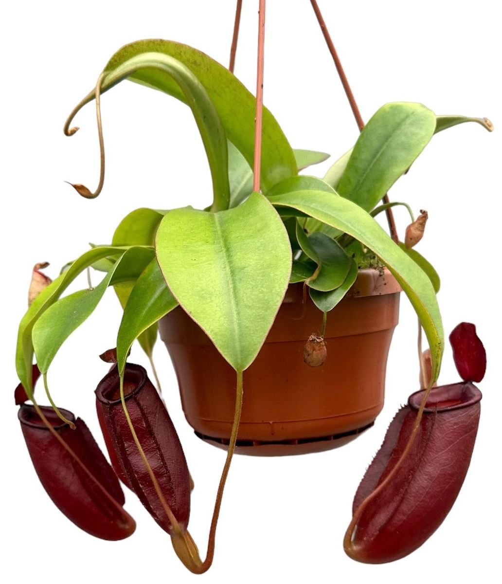 Nepenthes 'Diana' — Plant Wholesale FlorAccess