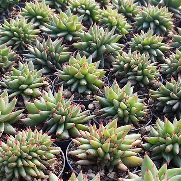 Echeveria agavoides cristata