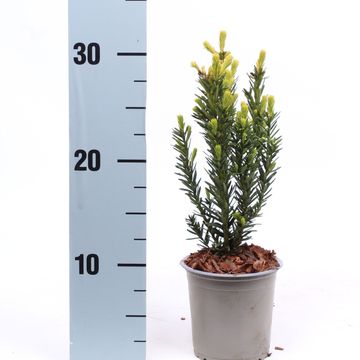 Taxus x media 'Hillii'