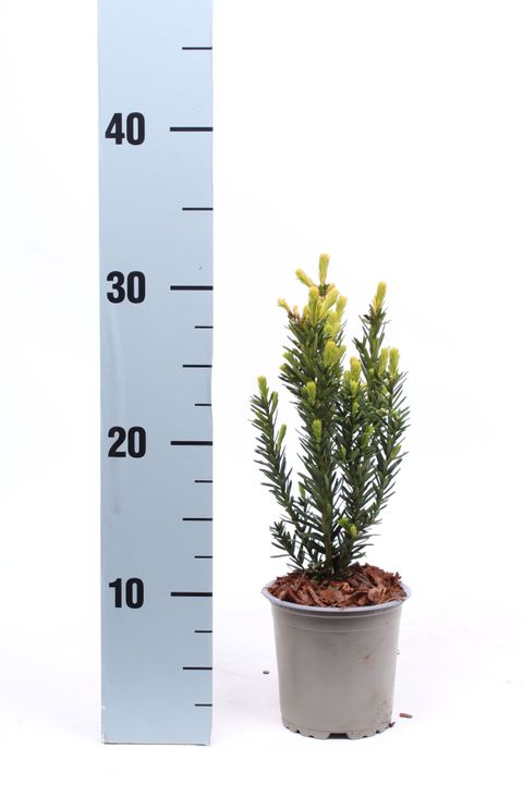 Taxus x media 'Hillii'