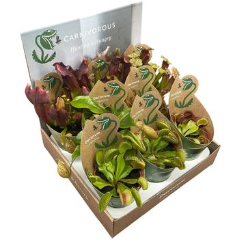 Carnivorous plants MIX