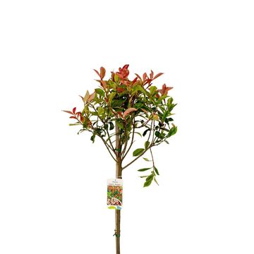 Photinia x fraseri CARRÉ ROUGE