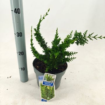 Chamaecyparis obtusa 'Teddy Bear'