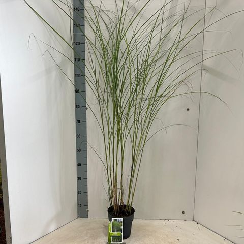 Miscanthus sinensis 'Gracillimus'