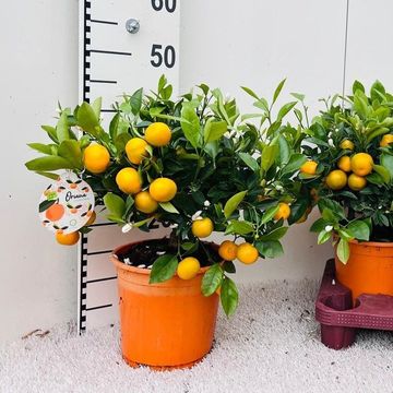 x Citrofortunella microcarpa